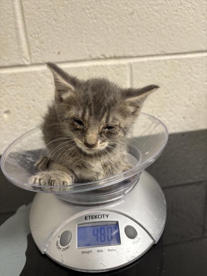 Shelter Stray Female Cat last seen Near block of Coatbridge Ln, Knox County GP, TN, 3201 Division St, Knoxville, TN 37919, USA