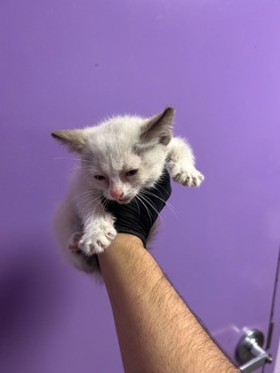 Shelter Stray Female Cat last seen Near volcanic ave, CITY of El Paso, TX, 5001 Fred Wilson Ave, El Paso, TX 79906, USA