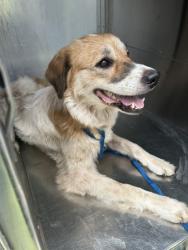 Shelter Stray Female Dog last seen Near WILLOW PARK DR, South District, TX, 355 Hillshire Dr, Haslet, TX 76052, USA