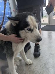 Shelter Stray Male Dog last seen Near E Berry St, Central District, TX, 355 Hillshire Dr, Haslet, TX 76052, USA