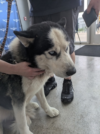 Shelter Stray Male Dog last seen Near E Berry St, Central District, TX, 355 Hillshire Dr, Haslet, TX 76052, USA