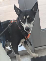 Shelter Stray Male Dog last seen Westcreek Dr, Central District, TX, 355 Hillshire Dr, Haslet, TX 76052, USA