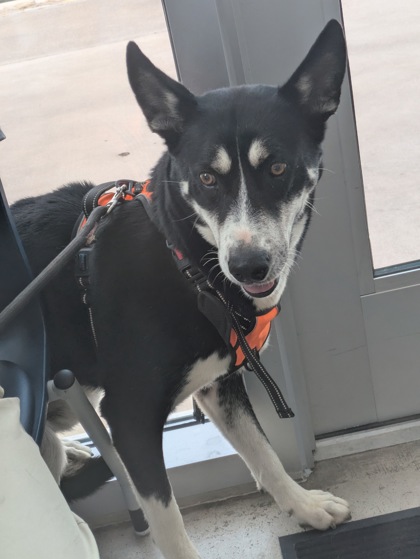 Shelter Stray Male Dog last seen Westcreek Dr, Central District, TX, 355 Hillshire Dr, Haslet, TX 76052, USA
