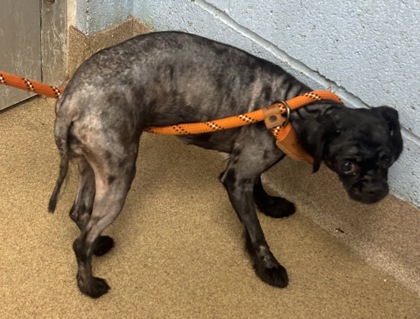 Shelter Stray Female Dog last seen , 30021, GA, 3280 Chamblee Dunwoody Rd, Chamblee, GA 30341, USA