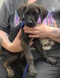 Shelter Stray Female Dog last seen Near east over, East District, TX, 355 Hillshire Dr, Haslet, TX 76052, USA