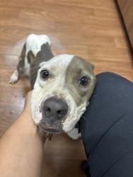 Shelter Stray Female Dog last seen Near SAINT KATHERINE, 70805, LA, 2550 Gourrier Ave, Baton Rouge, LA 70820, USA
