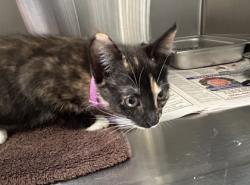 Shelter Stray Female Cat last seen Chantilly, VA, 20151 Pan Am Ave/Airline Pkwy, Fairfax County, VA, 4500 West Ox Rd, Fairfax, VA 22030, USA