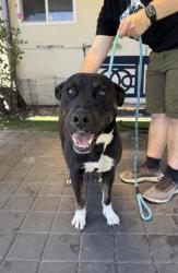 Shelter Stray Female Dog last seen near 3634 Foothill Blvd, Oakland, CA, 1101 29th Ave, Oakland, CA 94601, USA