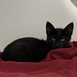 Shelter Stray Male Cat last seen bernhardt dr, Oakland, CA, 1101 29th Ave, Oakland, CA 94601, USA