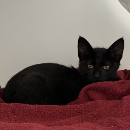 Shelter Stray Male Cat last seen bernhardt dr, Oakland, CA, 1101 29th Ave, Oakland, CA 94601, USA