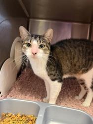 Shelter Stray Female Cat last seen E. Laurel Ct, Floral City, FL, 4030 S Airport Rd, Inverness, FL 34450, USA