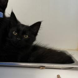 Shelter Stray Male Cat last seen bernhardt dr, Oakland, CA, 1101 29th Ave, Oakland, CA 94601, USA