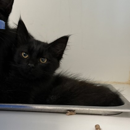 Shelter Stray Male Cat last seen bernhardt dr, Oakland, CA, 1101 29th Ave, Oakland, CA 94601, USA