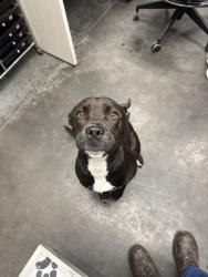 Shelter Stray Female Dog last seen Near Matheny Drive, Berkeley County, SC, 2455 Remount Rd, North Charleston, SC 29406, USA