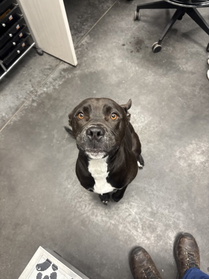 Shelter Stray Female Dog last seen Near Matheny Drive, Berkeley County, SC, 2455 Remount Rd, North Charleston, SC 29406, USA