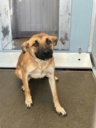 Shelter Stray Female Dog last seen S Fig Ave & W Lincoln Ave, Easton Zone Fresno CO 3 93706, CA, 1510 W Dan Ronquillo Dr, Fresno, CA 93706, USA