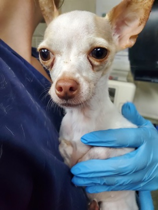 Shelter Stray Female Dog last seen Near Dorchester Road, North Charleston, SC, 2455 Remount Rd, North Charleston, SC 29406, USA