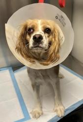 Shelter Stray Female Dog last seen W McKinley Ave & N Hayes Ave, Fresno Zone Fresno CO 2 93722, CA, 1510 W Dan Ronquillo Dr, Fresno, CA 93706, USA