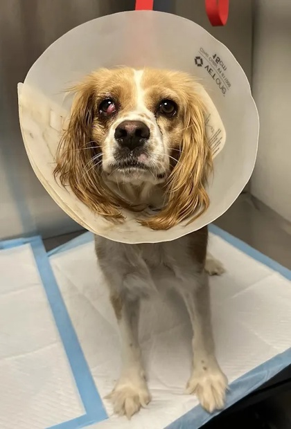 Shelter Stray Female Dog last seen W McKinley Ave & N Hayes Ave, Fresno Zone Fresno CO 2 93722, CA, 1510 W Dan Ronquillo Dr, Fresno, CA 93706, USA