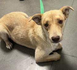 Shelter Stray Female Dog last seen S Fig Ave & W Lincoln Ave, Fresno Zone Fresno CO 1A 93706, CA, 1510 W Dan Ronquillo Dr, Fresno, CA 93706, USA