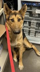 Shelter Stray Female Dog last seen S Maple Ave & E North Ave, Fresno Zone Fresno CO 1A 93725, CA, 1510 W Dan Ronquillo Dr, Fresno, CA 93706, USA