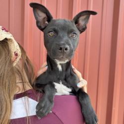 Shelter Stray Male Dog last seen Sophia Ln and Wellborn Rd, Texas A&M University, TX, 5359 Leonard Rd, Bryan, TX 77807, USA