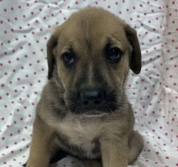 Shelter Stray Female Dog last seen Frontage Rd W | Prayer Ln, City of College Station, TX, 5359 Leonard Rd, Bryan, TX 77807, USA