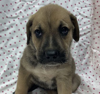 Shelter Stray Female Dog last seen Frontage Rd W | Prayer Ln, City of College Station, TX, 5359 Leonard Rd, Bryan, TX 77807, USA