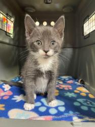 Shelter Stray Female Cat last seen Side of the road near 1378 Segovia Ct, City of Madera, CA, 205 Tozer St, Madera, CA 93638, USA