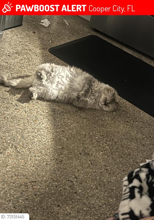 Lost Female Cat last seen cooper city hall / cooper city elementary, Cooper City, FL 33328