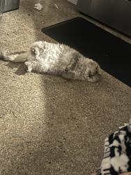 Lost Female Cat last seen cooper city hall / cooper city elementary, Cooper City, FL 33328