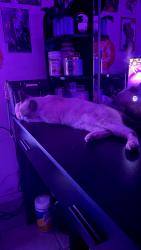 Lost Male Cat last seen Garfield and Felix by Garfeild liquor, Bell Gardens, CA 90201