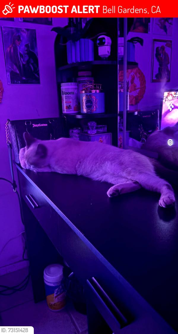 Lost Male Cat last seen Garfield and Felix by Garfeild liquor, Bell Gardens, CA 90201