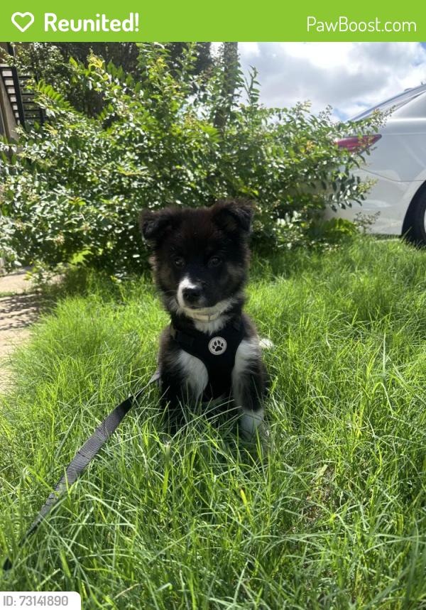 Reunited Female Dog last seen Riviera apmts, Dallas, TX 75243