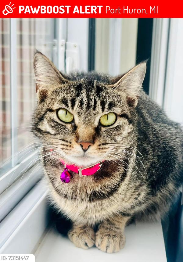 Lost Female Cat last seen Cleveland Avenue, Port Huron, MI 48060