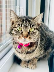 Lost Female Cat last seen Cleveland Avenue, Port Huron, MI 48060