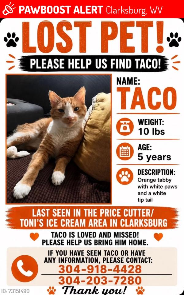 Lost Male Cat last seen Price Cutter / Toni's Ice Cream Area, Clarksburg, WV 26301