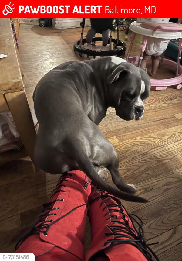 Lost Male Dog last seen St Gemma Rd, Baltimore, MD 21229