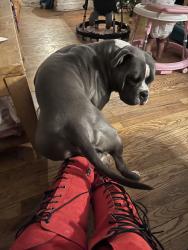 Lost Male Dog last seen St Gemma Rd, Baltimore, MD 21229
