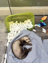 Lost Male Ferret last seen Bethany Dr in Shorewood (we live on Edgebrook Dr), Shorewood, IL 60404
