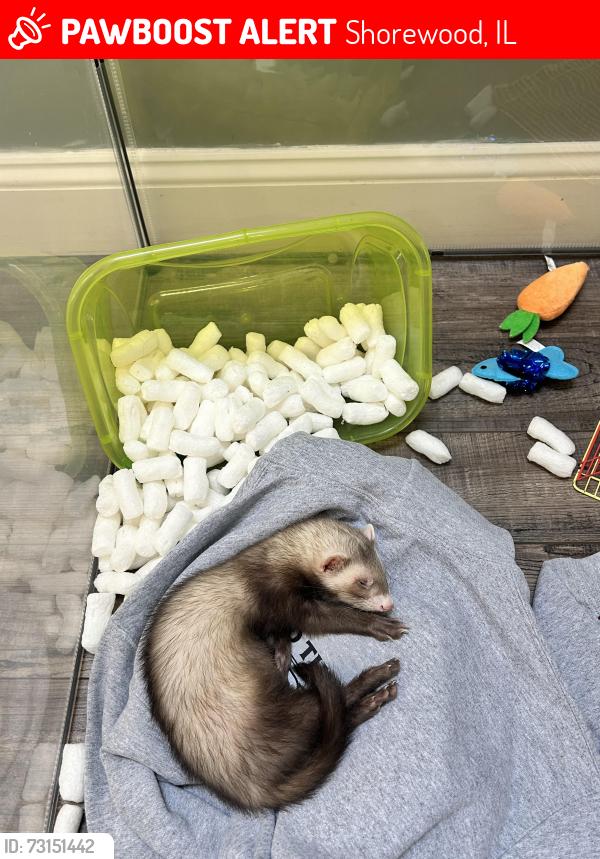 Lost Male Ferret last seen Bethany Dr in Shorewood (we live on Edgebrook Dr), Shorewood, IL 60404