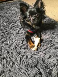 Lost Male Dog last seen Denbigh ,,Jefferson, Chapel Hill, NC 27517