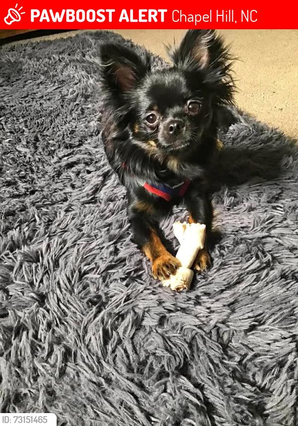 Lost Male Dog last seen Denbigh ,,Jefferson, Chapel Hill, NC 27517