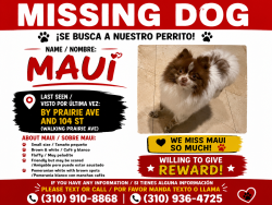 Lost Male Dog last seen Prairie and 104th, Inglewood, CA 90303