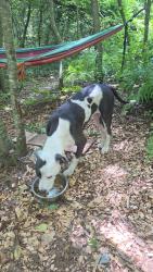 Found/Stray Female Dog last seen Devils fork road, Henderson County, NC 28790
