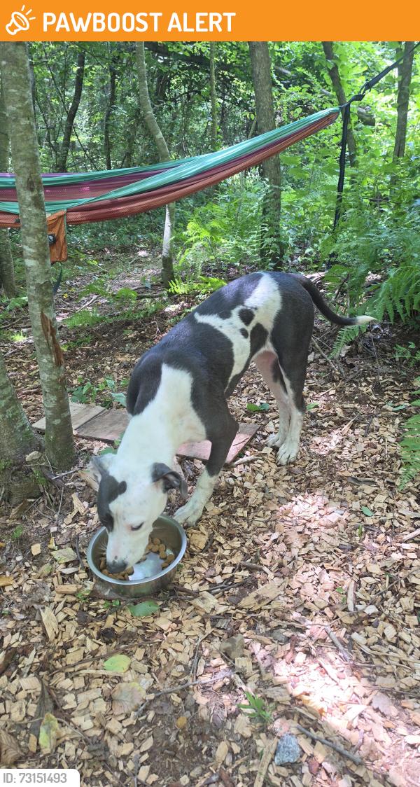 Found/Stray Female Dog last seen Devils fork road, Henderson County, NC 28790