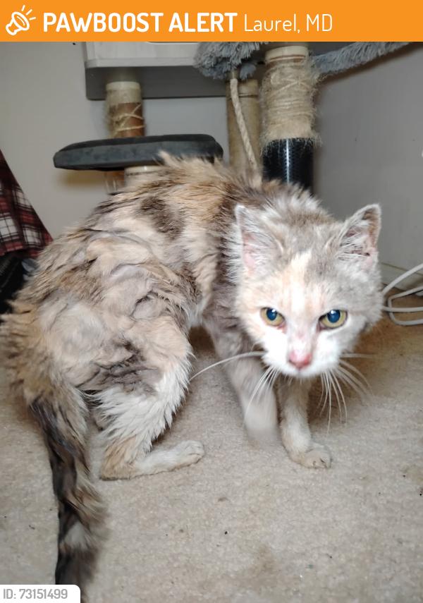 Found/Stray Female Cat last seen Briarcroft Lane and Briarwood Drive, Laurel, MD 20708