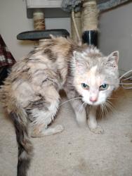 Found/Stray Female Cat last seen Briarcroft Lane and Briarwood Drive, Laurel, MD 20708