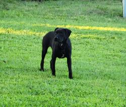 Reunited Male Dog last seen Near S Sheridan Rd, Tulsa, OK 74133, USA, Tulsa, OK 74133