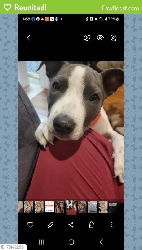 Reunited Female Dog last seen Mapleton Forest DR, Cleveland, TN 37312